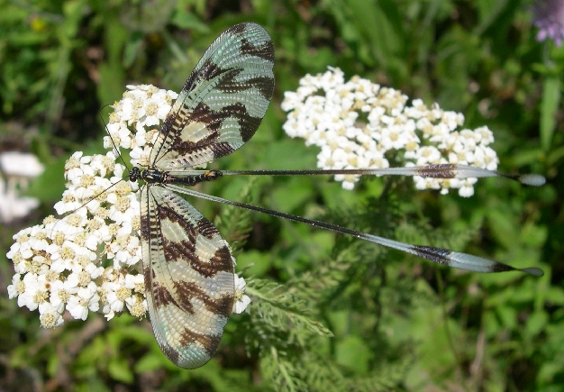 Nemoptera sinuata